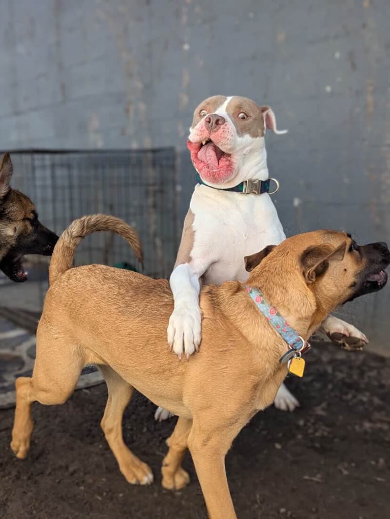Two dogs play-wrestling in the indoor kennel area at Woof Pet Resort