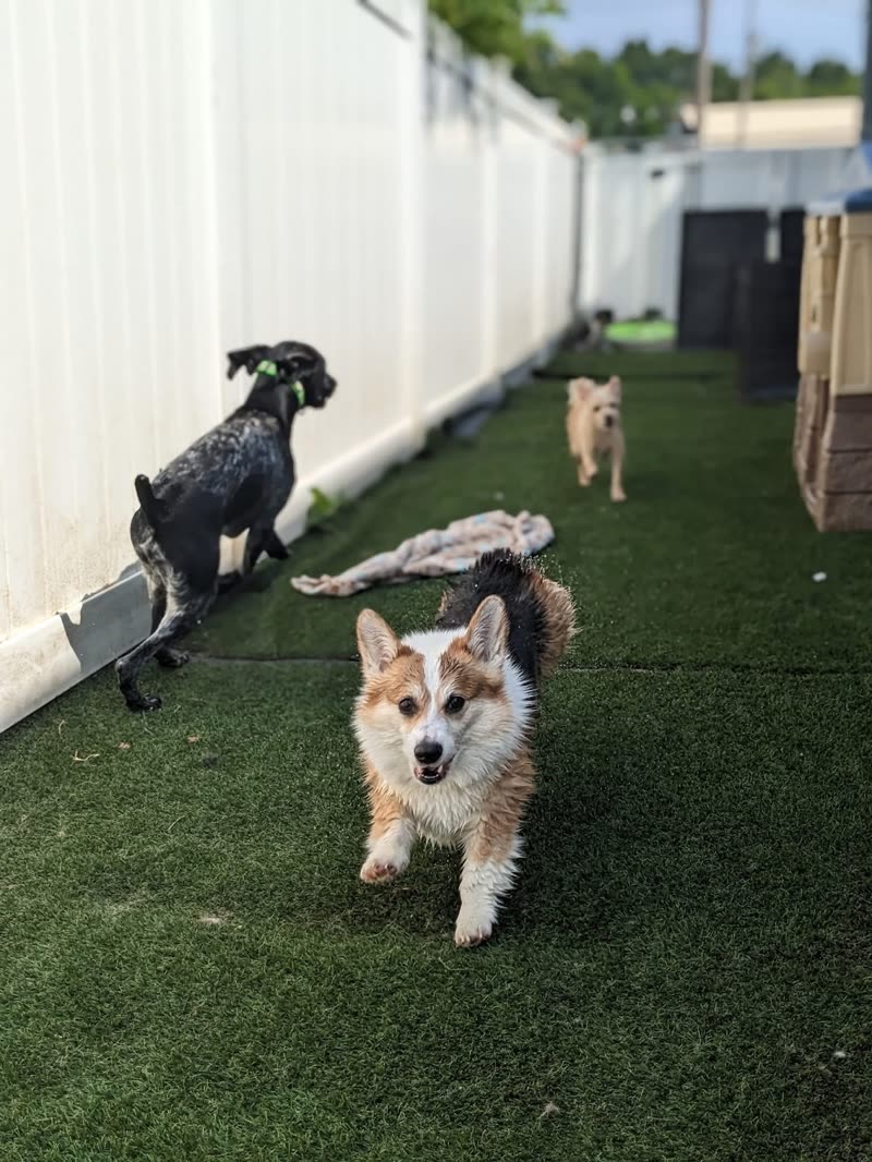 Three dogs running loose on the artificial-grass outdoor play yard, a corgi charging at the camera