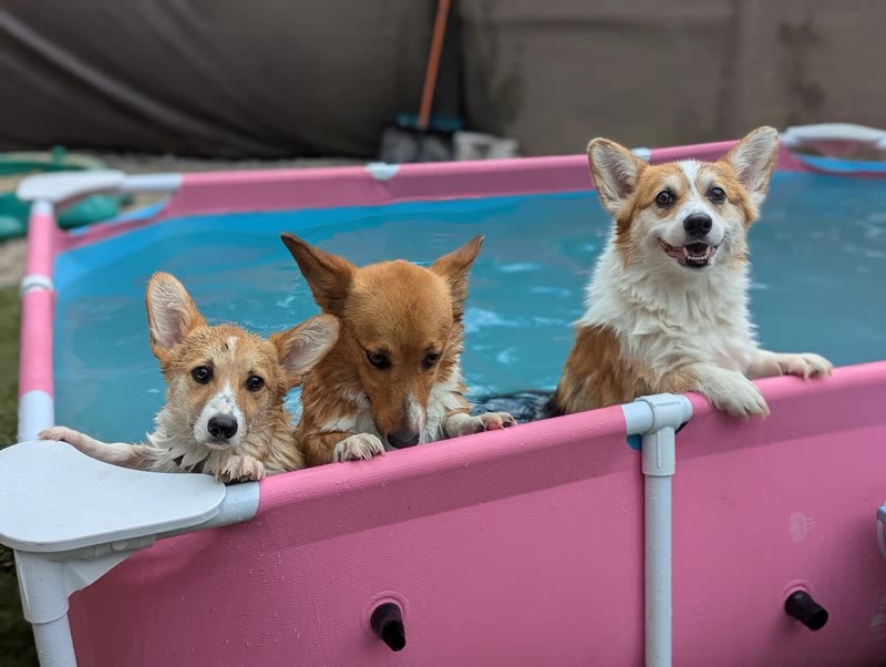 Three corgis with their paws over the edge of a pink paddling pool
