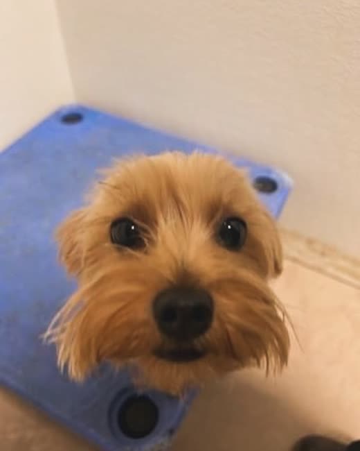 Close-up of a scruffy tan terrier looking up at the camera