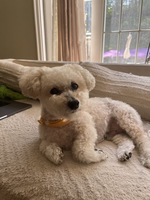 A freshly groomed white bichon-type dog lying by a window