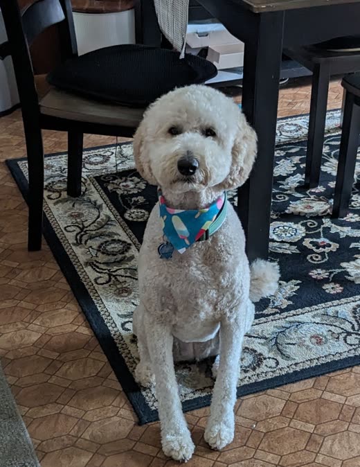 A cream doodle in a blue bandana sitting on a patterned rug
