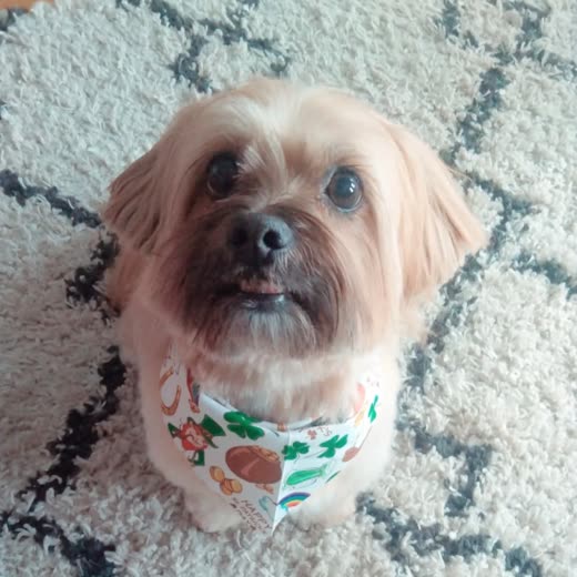 A shih tzu in a floral bandana looking up at the camera