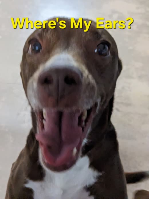 Close-up of a brown pit bull mix mid-grin, cropped below the burned-in caption at the top of the frame